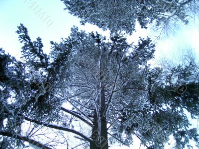 winter in mountains, woods