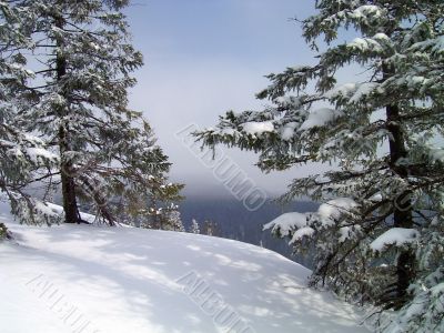 winter in mountains, forest winter in mountains, forest