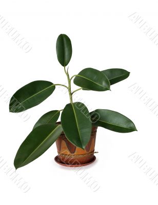 Nice Indoor Plant Nice Indoor Plant