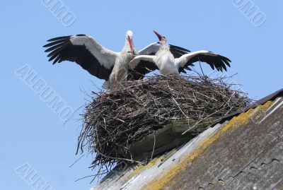 Storks in nest on roof