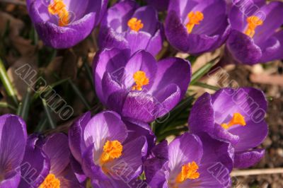 Crocuses