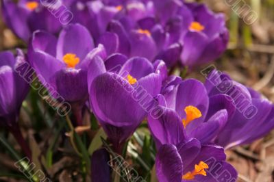 Crocuses