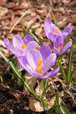 Crocuses