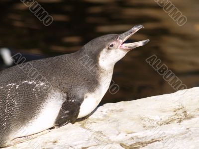 penguin penguin
