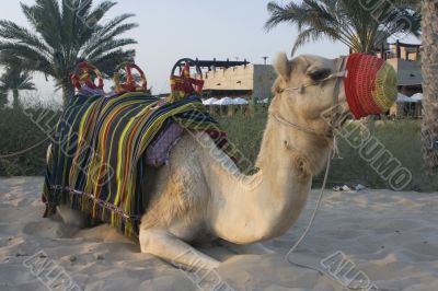 Arabian Camel waiting on the next desert ride