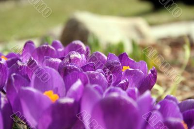 Crocuses