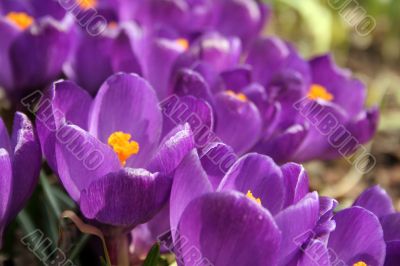 Crocuses