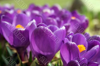 Crocuses