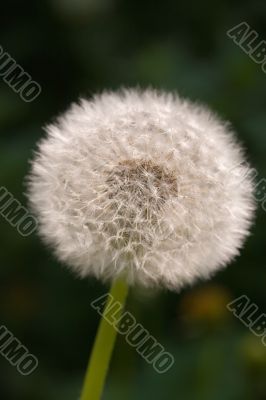 dandelion