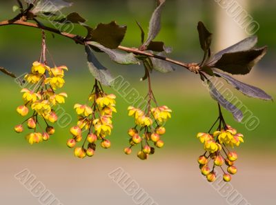 Branch of a barberry