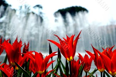 tulip pool and trees