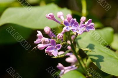 Lilac close up