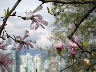 blossoming tree