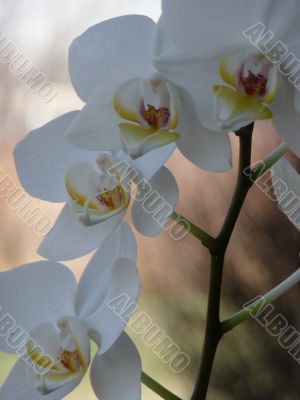 White Orchid