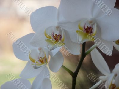 White Orchid