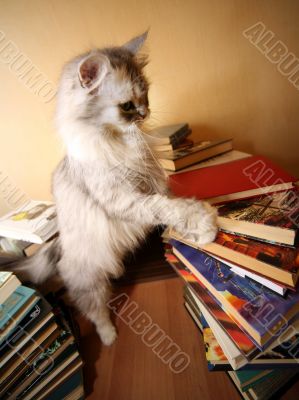 Many old books and cat