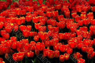 tulip field