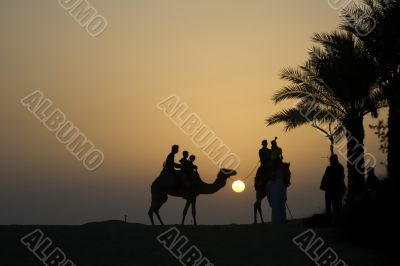 Silhouette of Camel rides in the desert
