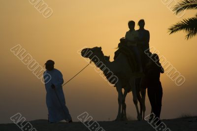 Late afternoon camel rides in the Dubai desert