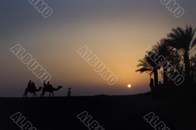 Camel Train at dusk with sun setting