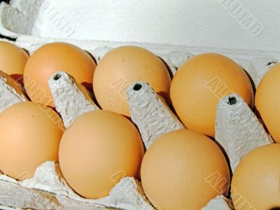 Fresh eggs