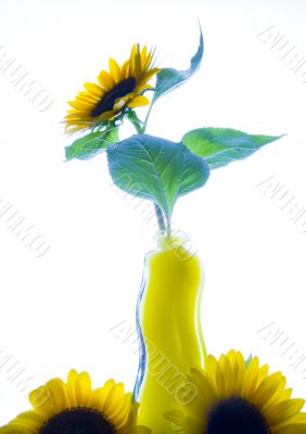 Flowers Flowers