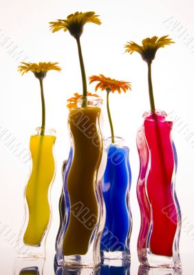 Colourful flowers Colourful flowers