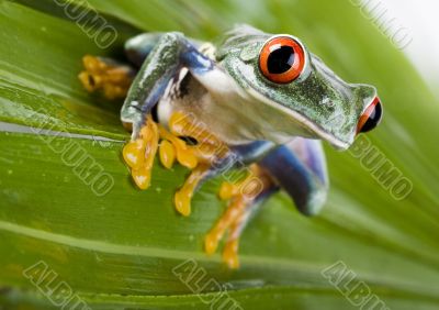 Red eyed tree frog Red eyed tree frog