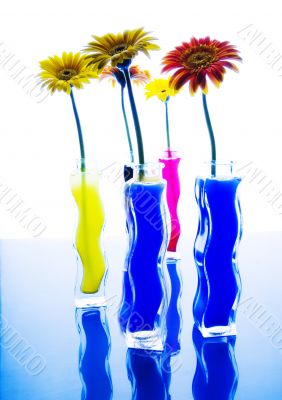 Colourful flowers Colourful flowers
