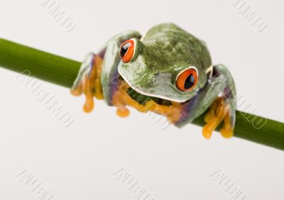 Red eyed tree frog Red eyed tree frog