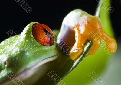 Red eyed tree frog Red eyed tree frog