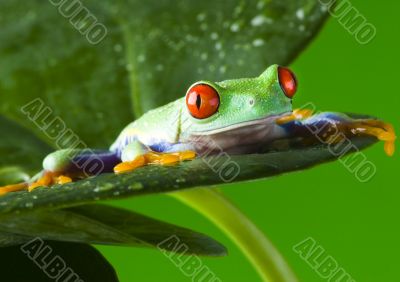 Red eyed tree frog Red eyed tree frog