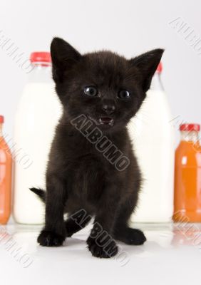 Kitty Kitty
