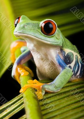 Red eyed tree frog Red eyed tree frog