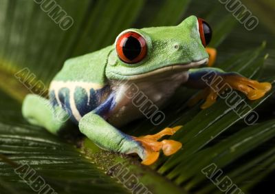 Red eyed tree frog Red eyed tree frog