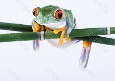 Crazy frog Crazy frog