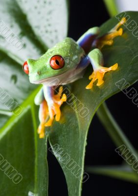 Red eyed tree frog Red eyed tree frog