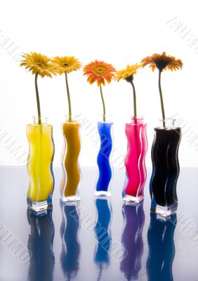 Colourful flowers Colourful flowers