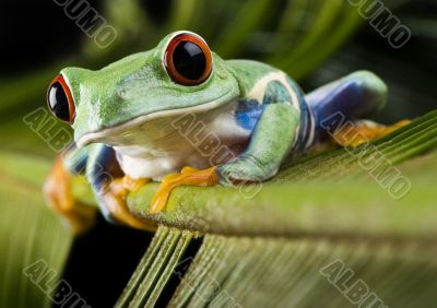 Red eyed tree frog Red eyed tree frog