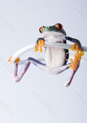 Crazy frog Crazy frog