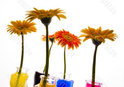 Colourful flowers Colourful flowers