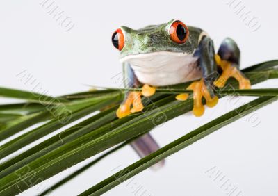 Crazy frog Crazy frog