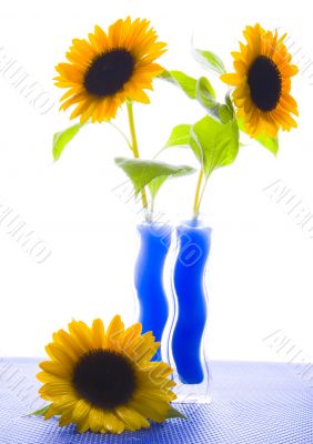 Colourful helianthus
