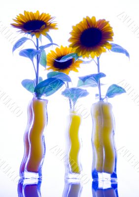Colourful helianthus Colourful helianthus