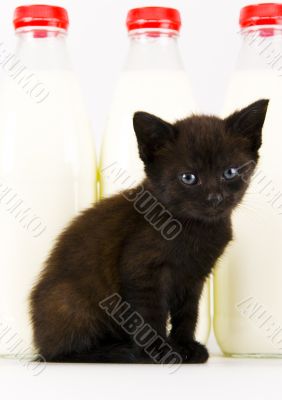 Kitty Kitty