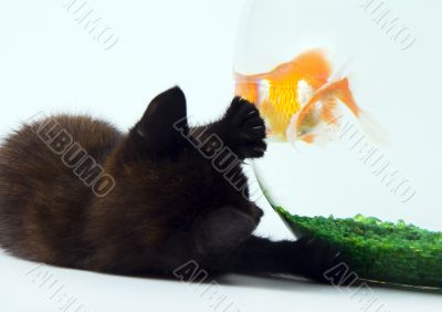 Cat &amp; Gold fish