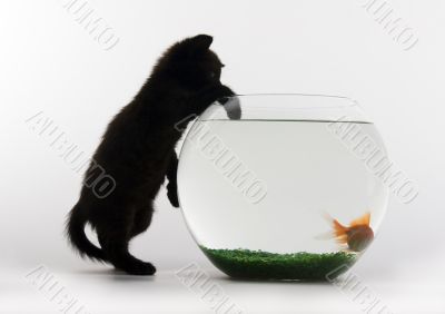 Cat &amp; Gold fish