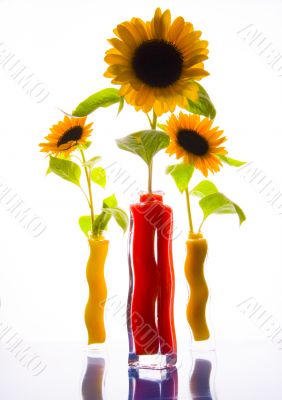 Colourful helianthus Colourful helianthus