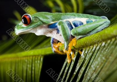 Red eyed leaf frog Red eyed leaf frog