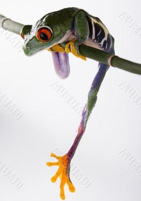 Red eyed leaf frog Red eyed leaf frog